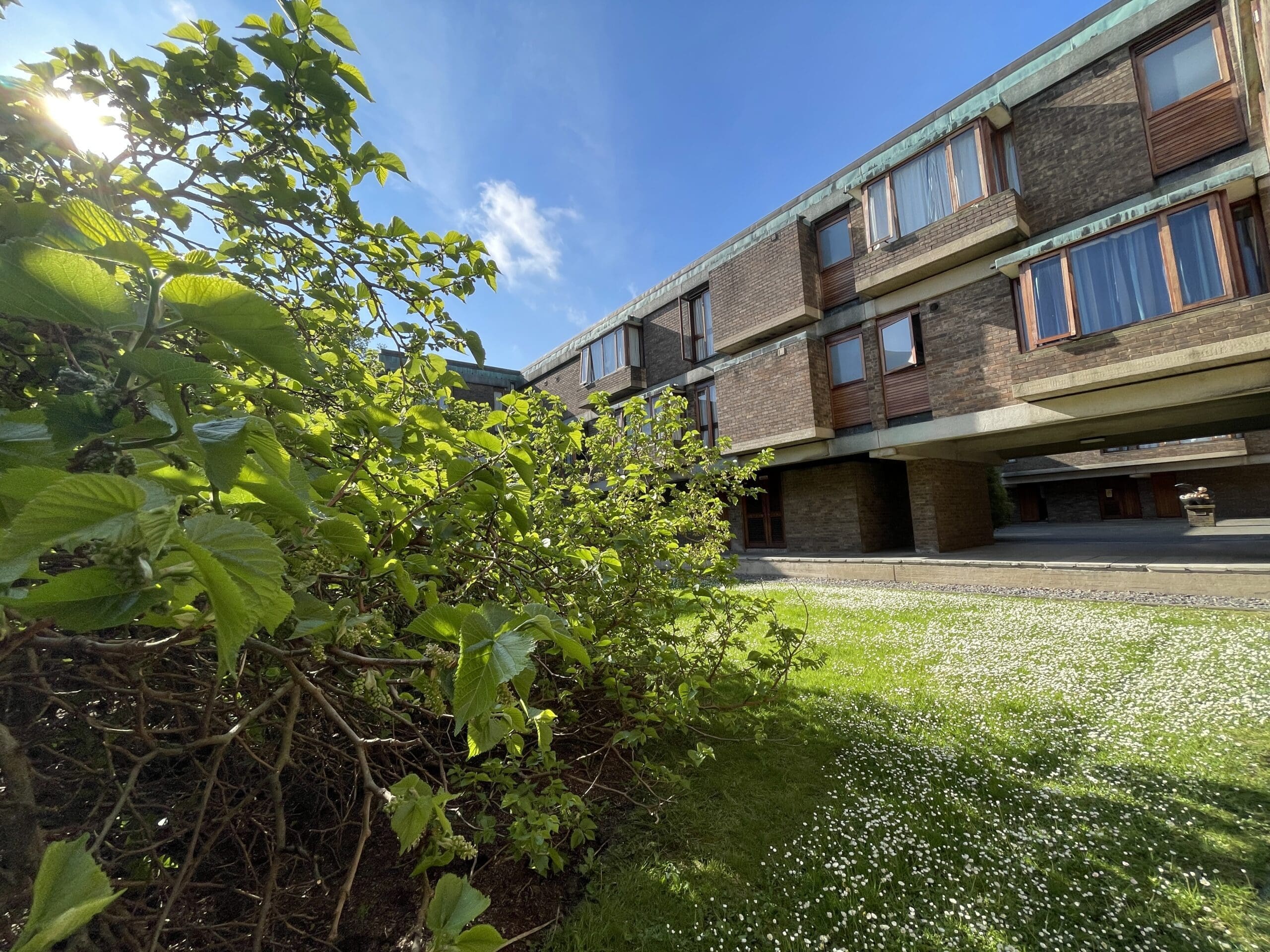 The East Court's courtyard showing tree and daisies on grass