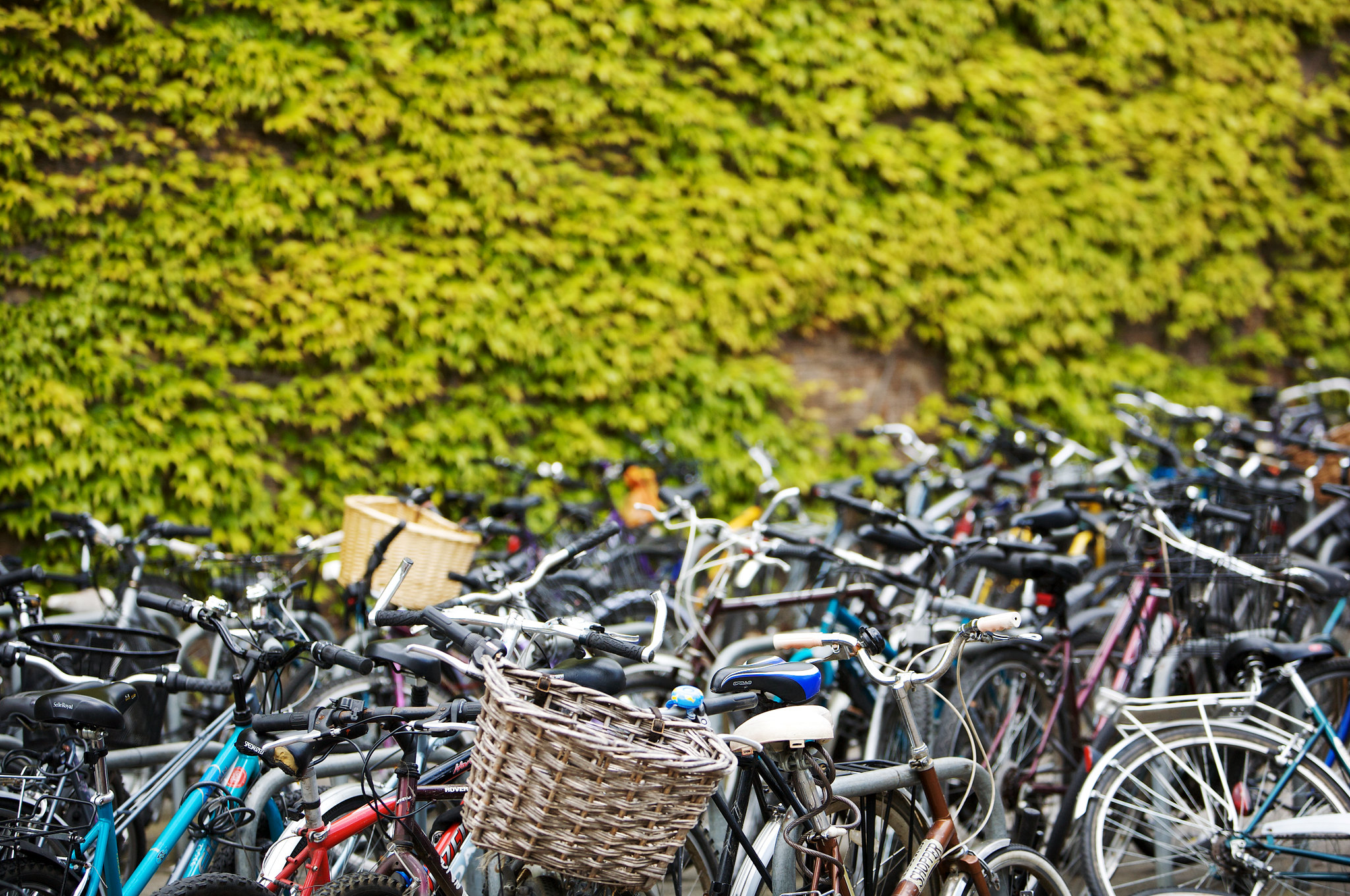 Bikes in front of Boston Ivy