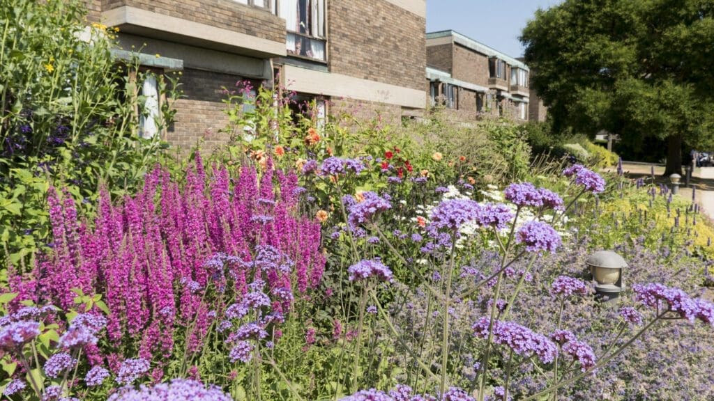 a border with purple flowers