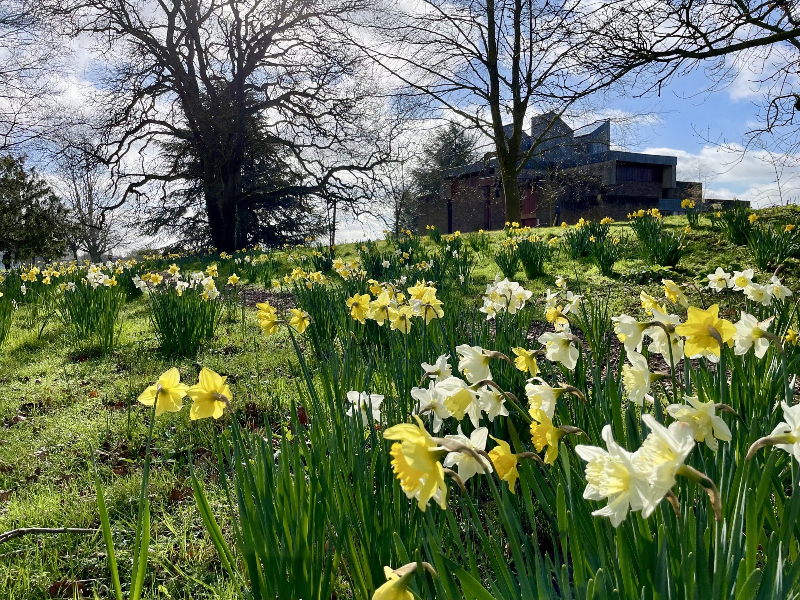 Daffodils by Chapel